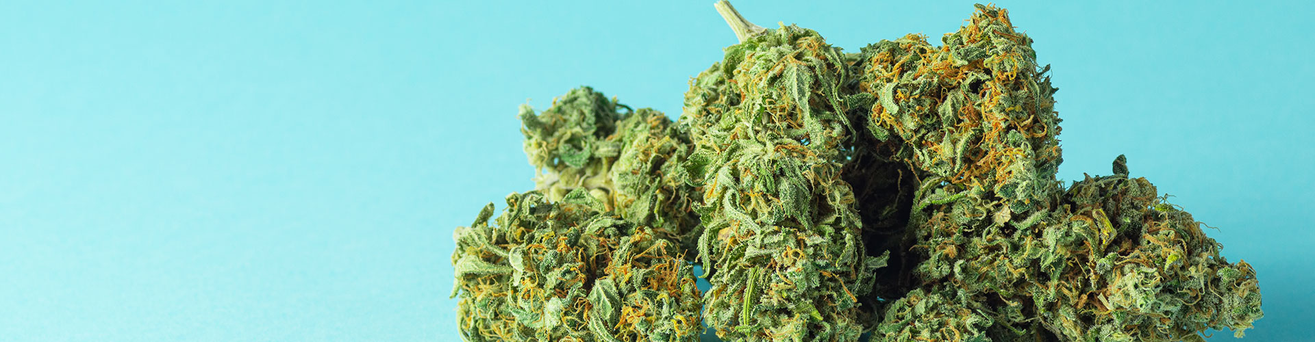 Medizinal-Cannabis – Blüte